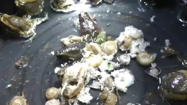 'Video thumbnail for A lot frog cry'