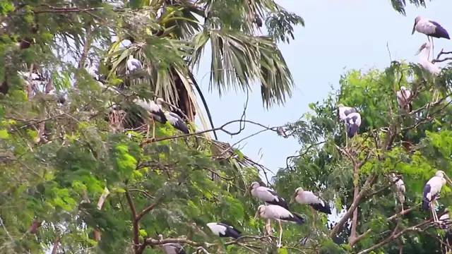 'Video thumbnail for Area bird life at forest'