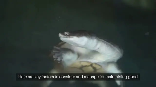 'Video thumbnail for Turtle Tank Water Quality'