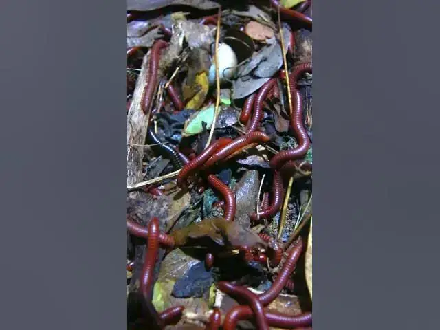 'Video thumbnail for Venomous Centipede at night #insects #shorVenomous'