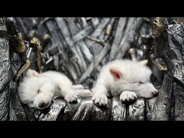 'Video thumbnail for 10,000 year old dire wolf back from extinction after cloning'