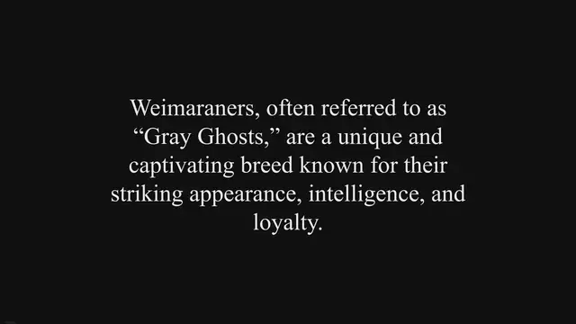 'Video thumbnail for Weimaraner Dog Breed: Pros & Cons'