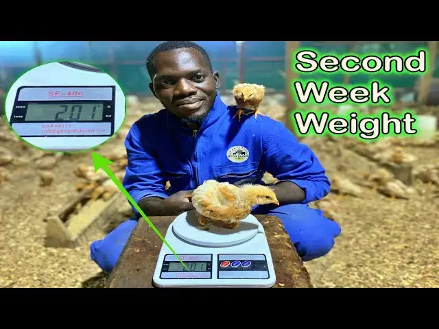 'Video thumbnail for Thriving Beyond Expectations: Weighing Our Layer Chicks at 2 Weeks | Otto's Farms 馃尡馃悾'