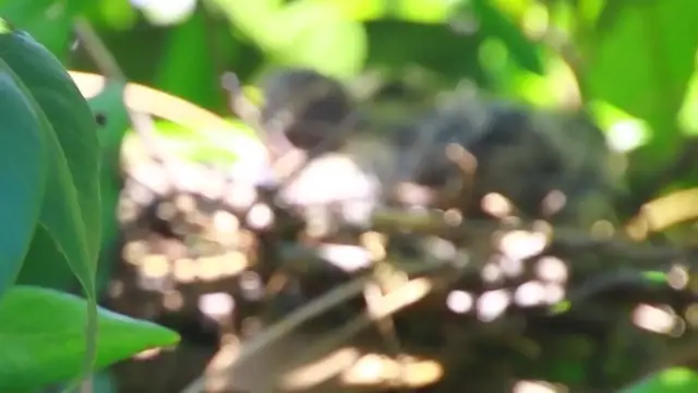 'Video thumbnail for baby dove waiting feed from mother dove on nest | dove bird stay on nest'