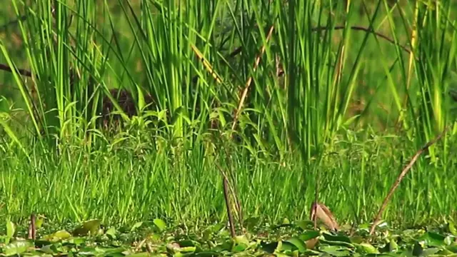 'Video thumbnail for wild bird wait catch food eat in lake'