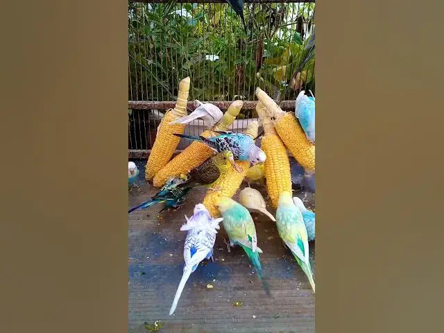 'Video thumbnail for 우리 새를 위한 채소 준비하는 방법 간단한 레시피! #birds #parrot #budgies #birdsounds #animals #새의 세계안녕하세요, {Inco 건강 상태 표'