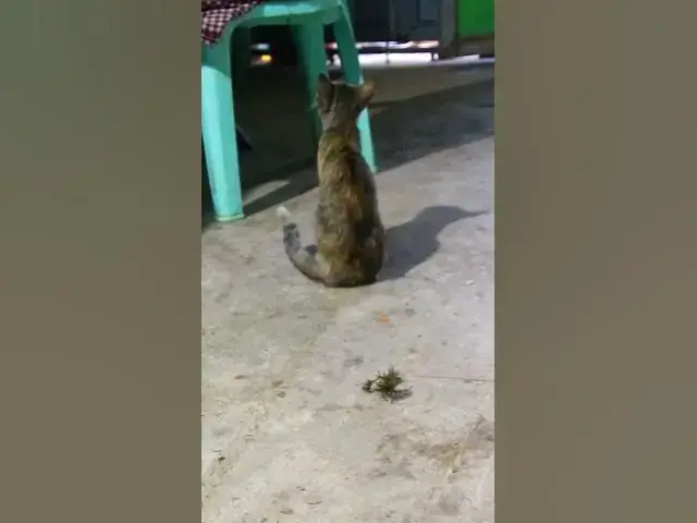 'Video thumbnail for Anazing Cat eat fish #cat #shortcats'