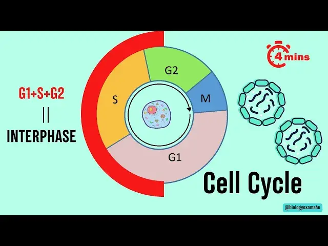 'Video thumbnail for Cell Cycle Phases in 4 minutes'