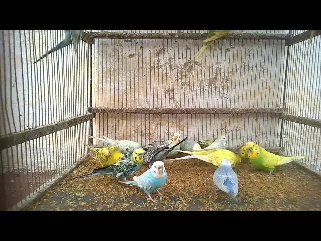 'Video thumbnail for Von den Tropen in dein Herz – Seltene Wellensittiche auf einen Blick ❤️🌍 #Traumvögel #BirdLove'