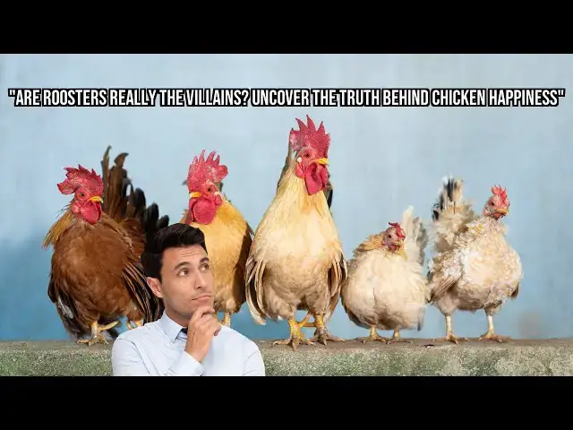 'Video thumbnail for Debunking the Myths about Roosters and Chicken Happiness'