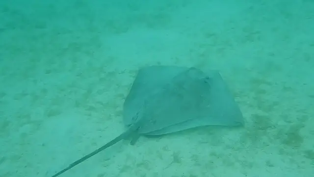 'Video thumbnail for Stingray swims close to shore on Moorea, French Polynesia'