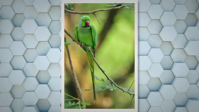 'Video thumbnail for Choosing the Perfect Parrot: A Comprehensive Guide'