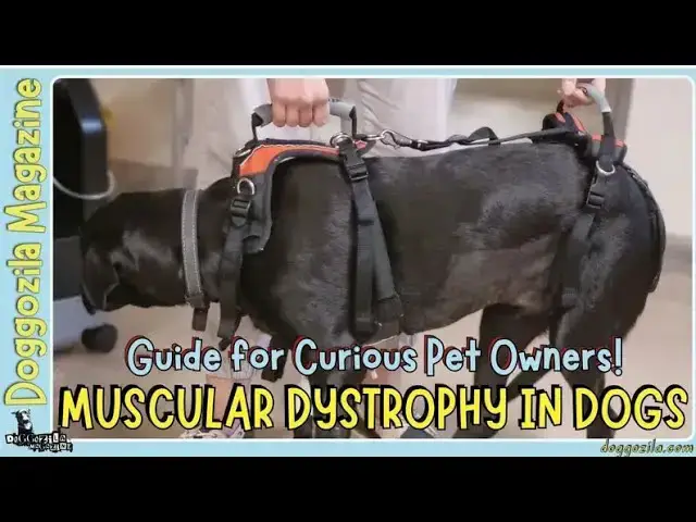 'Video thumbnail for Guide to muscular dystrophy in dogs - Doggozila Magazine'