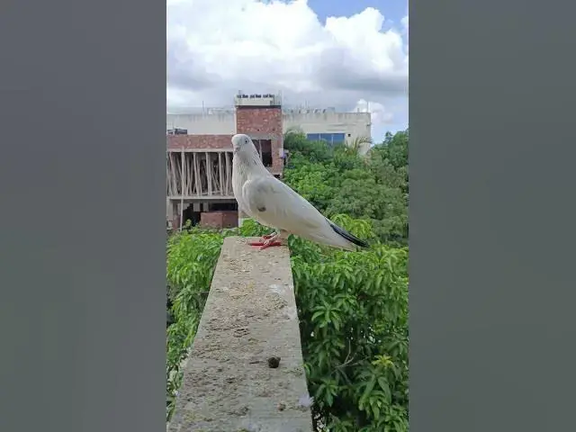 'Video thumbnail for Pegion কবুতর kabutor#pegion #shorts'