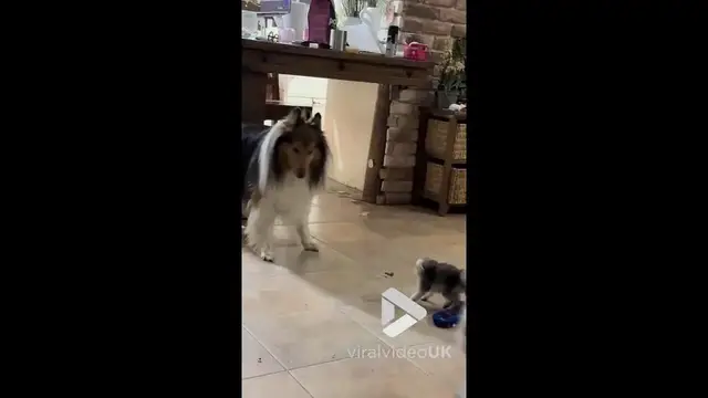 'Video thumbnail for VV4958 Mother cat protects her kitten from family dog'