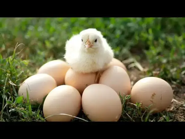 'Video thumbnail for Understanding Rooster Aggression - Common Causes and Best Prevention'