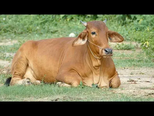 'Video thumbnail for Why Cows Lick Humans - A Look into Cow Communication and Social Bonding'