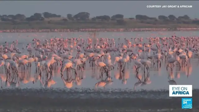 'Video thumbnail for Eye on Africa: In South Africa lesser flamingo loose breeding site'