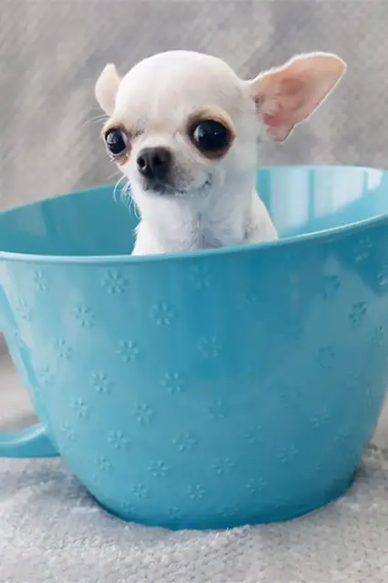 'Video thumbnail for Meet Pearl, the world's smallest dog'