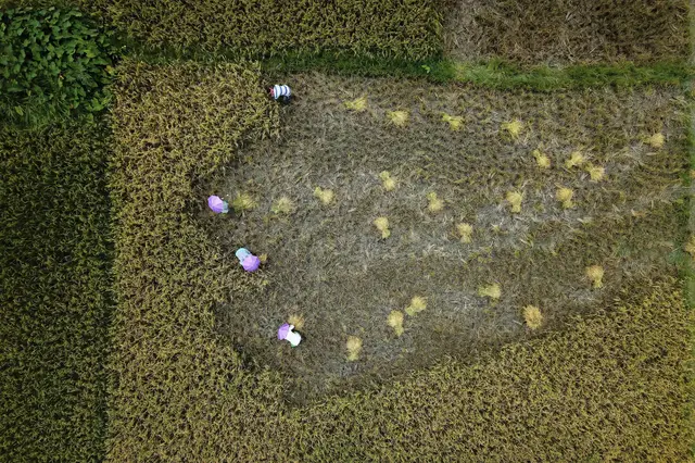 'Video thumbnail for Myanmar opium production: War-displaced turn to poppy cultivation to survive'