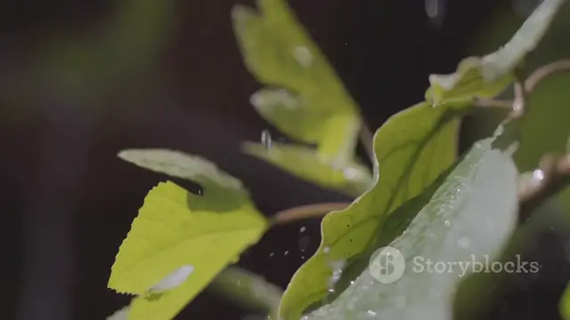 'Video thumbnail for invideo-ai-1080 Garden Comebacks_ Turning Setbacks into  2025-06-14 (1)'