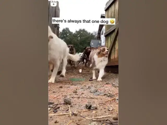 'Video thumbnail for There is always that one dog #onedog #thatdog #manydogs #happydogs #runningdogs'