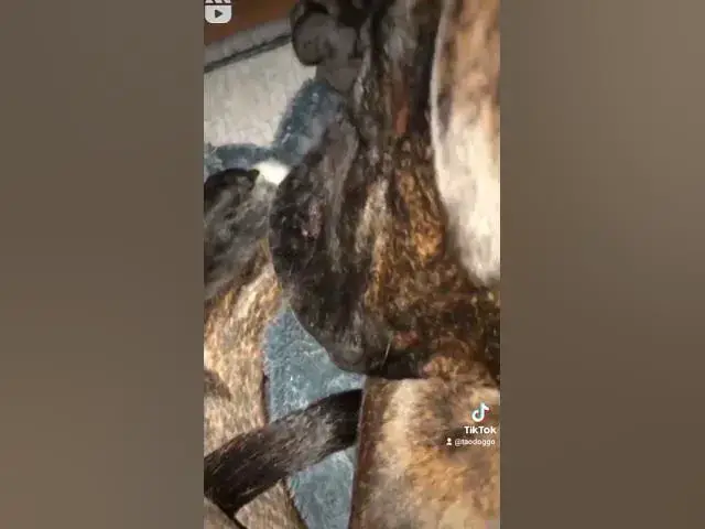 'Video thumbnail for dog sleeping sounds correct as in the cartoons'