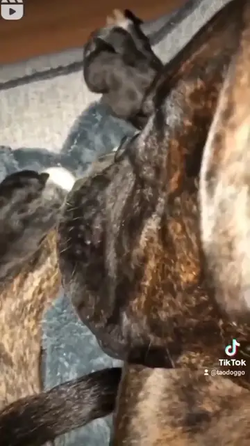 'Video thumbnail for Dog sleeping sounds correct as in the cartoons'