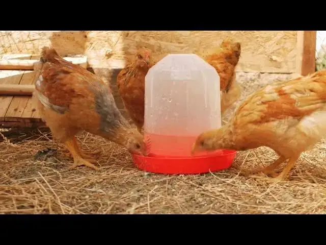 'Video thumbnail for "Free-Range Chicken Farming: Cracking Open the 10 Key Benefits of Cage-Free Egg Production"'