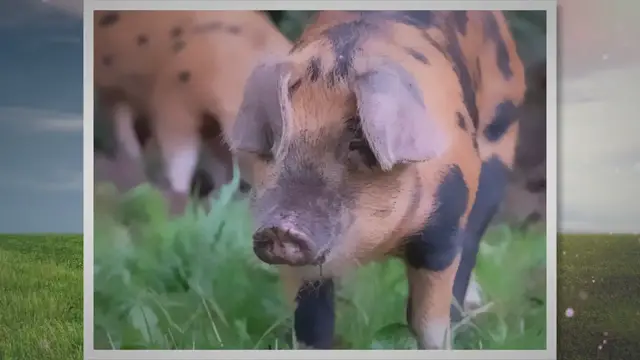'Video thumbnail for Oxford Sandy and Black Pigs: Uncovered Facts & History'