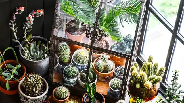 'Video thumbnail for A Love Letter To Plants | The Plant Doctor'