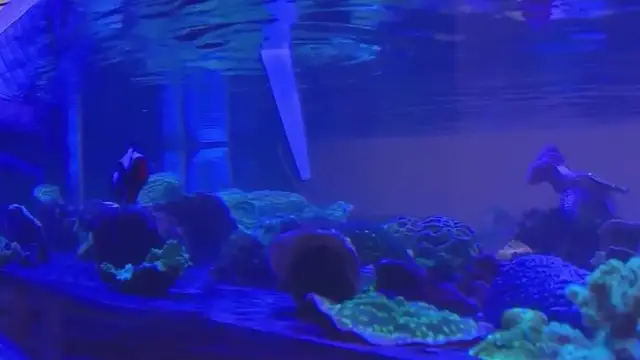 'Video thumbnail for Long Island students build coral reef'