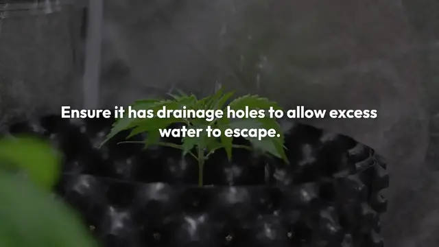 'Video thumbnail for Spider Plant Repotting'