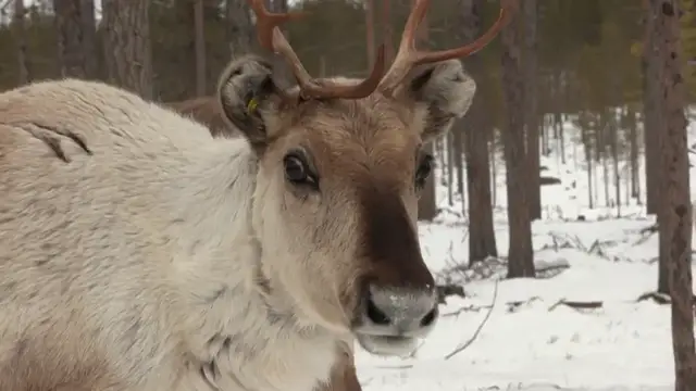 'Video thumbnail for In the Finnish Arctic, reindeer herders disrupted by growing military presence'