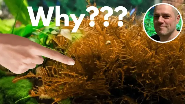 'Video thumbnail for Banishing the Brown: Tips to Keep Your Java Moss Green and Lush'