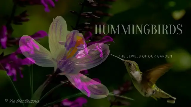 'Video thumbnail for Hummingbirds images'