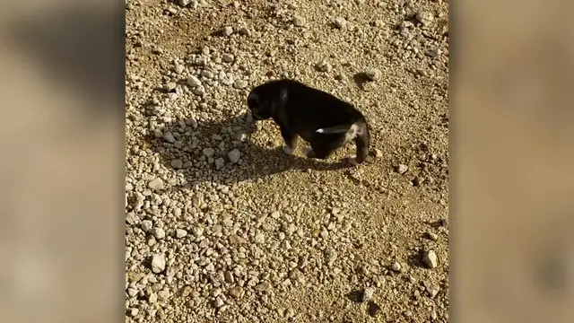 'Video thumbnail for Soldier Reunited With Syrian Puppy Adopted After Deployment | Happily TV'