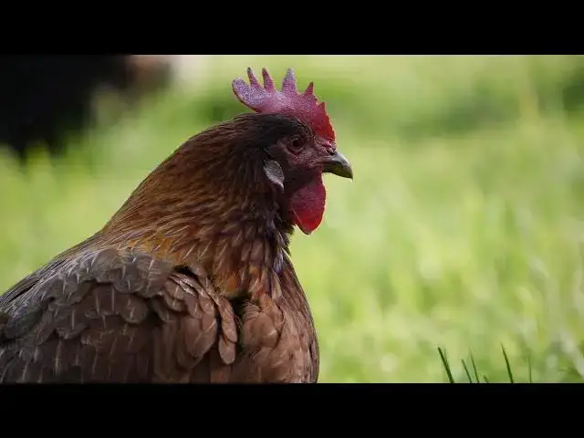 'Video thumbnail for Chicken Communication Decoded: 7 Vocal Patterns Revealed'