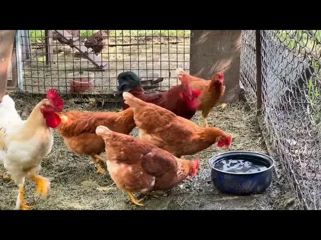 'Video thumbnail for "Chicken Breeding: 7 Essential Steps to Choose Your Perfect Breed for Success"'