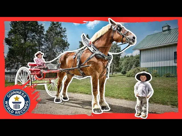'Video thumbnail for Big Jake: World's Tallest Horse'
