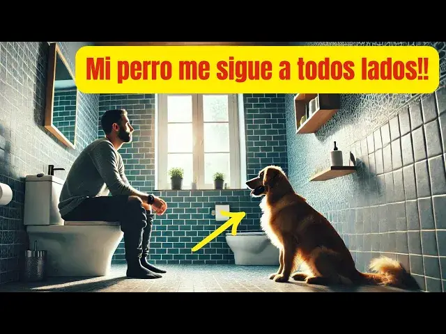 'Video thumbnail for ¿Por qué tu perro te sigue al baño y se sienta contigo? La sorprendente verdad detrás de este hábito'