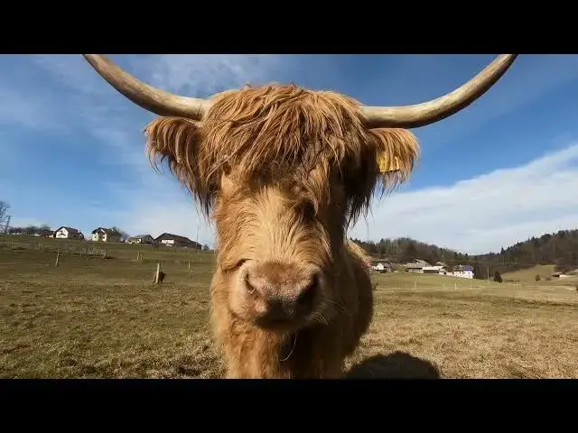 'Video thumbnail for Taming Cows 101 - How to Build a Bond with These Majestic Creatures'