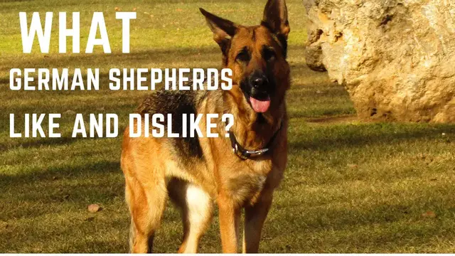 'Video thumbnail for What German Shepherd Like and Dislike?'