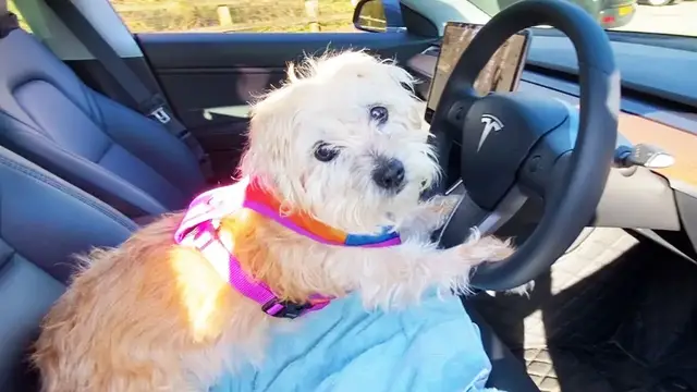 'Video thumbnail for Full Tesla Model 3 guide to DOG MODE & having pets in the car'