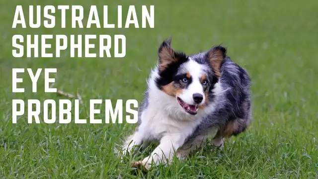 'Video thumbnail for Australian Shepherd eye problems'