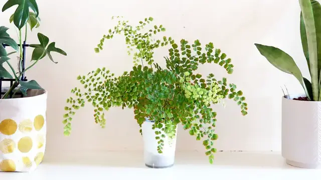 'Video thumbnail for Loving Your Maidenhair Fern | The Plant Doctor'
