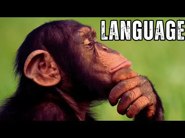 'Video thumbnail for Scientists Reveal Astonishing Video Evidence Of Speech In Chimpanzees'