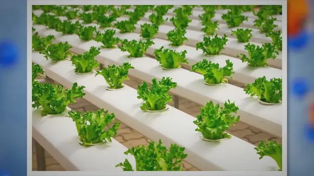 'Video thumbnail for 9 Best Vegetables To Grow Hydroponically'