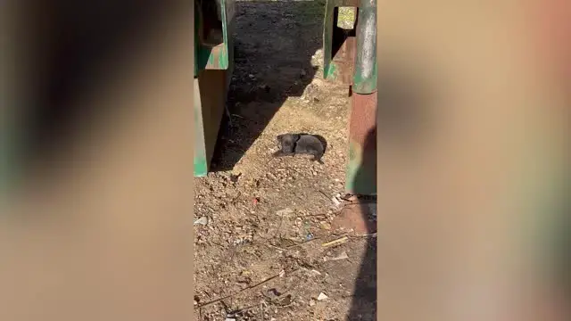 'Video thumbnail for Rescuer Saves 'Scared And Starved' Puppy Abandoned And Left Next To Dumpster Weighing Just One Pound'