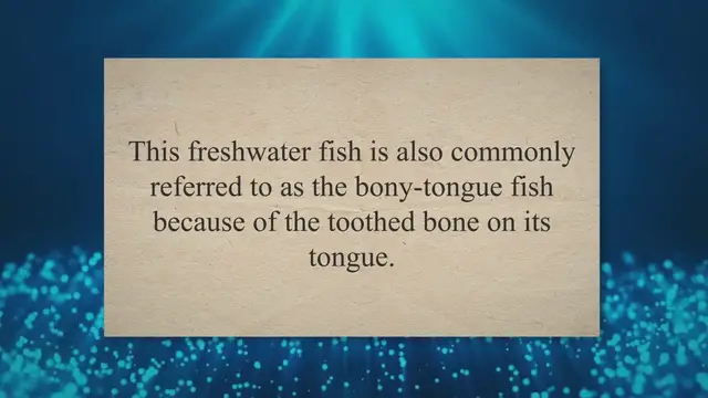 'Video thumbnail for All About the Arowana: The Dragonfish'